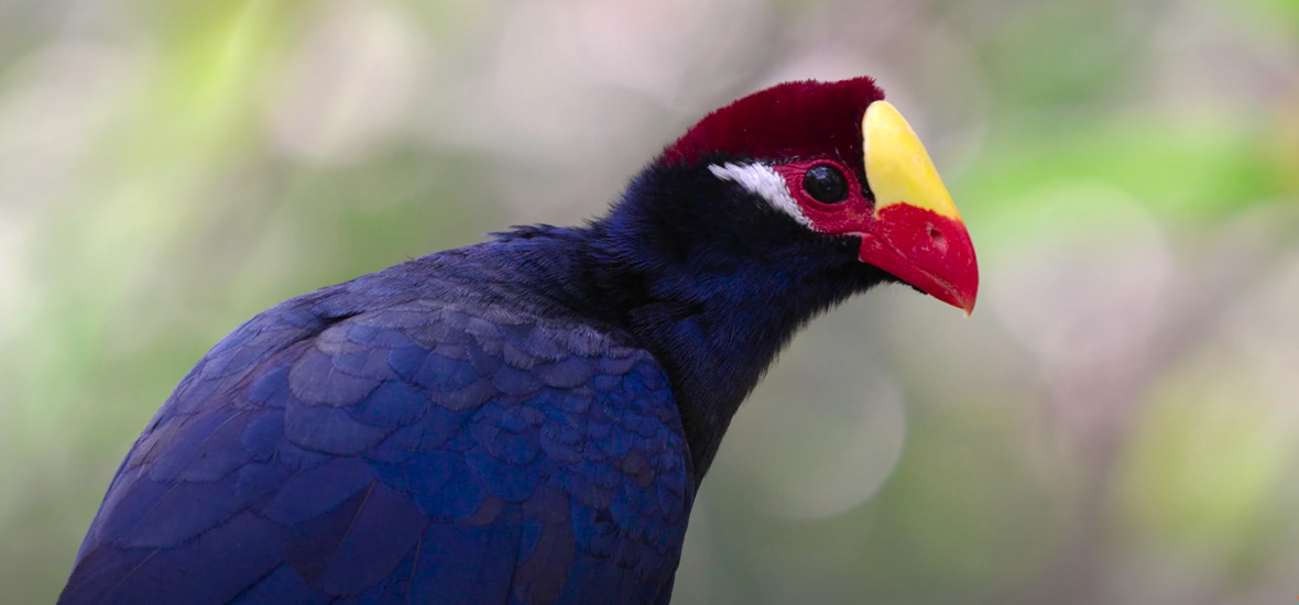 Violet turaco